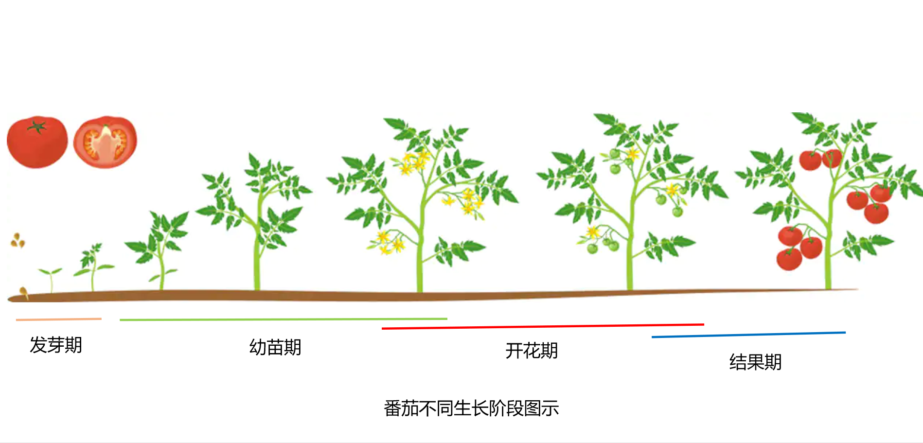 西红柿种植施肥方案