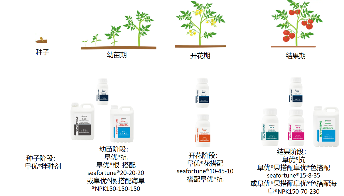 西红柿种植施肥方案