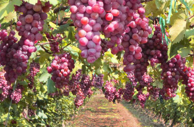葡萄种植保花保果方法，施肥方案分享