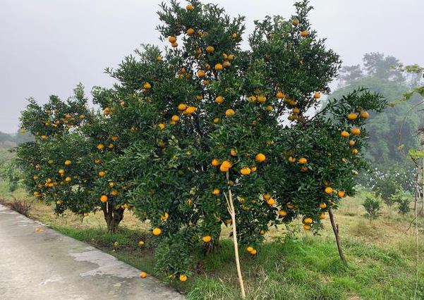 果树烂根施肥