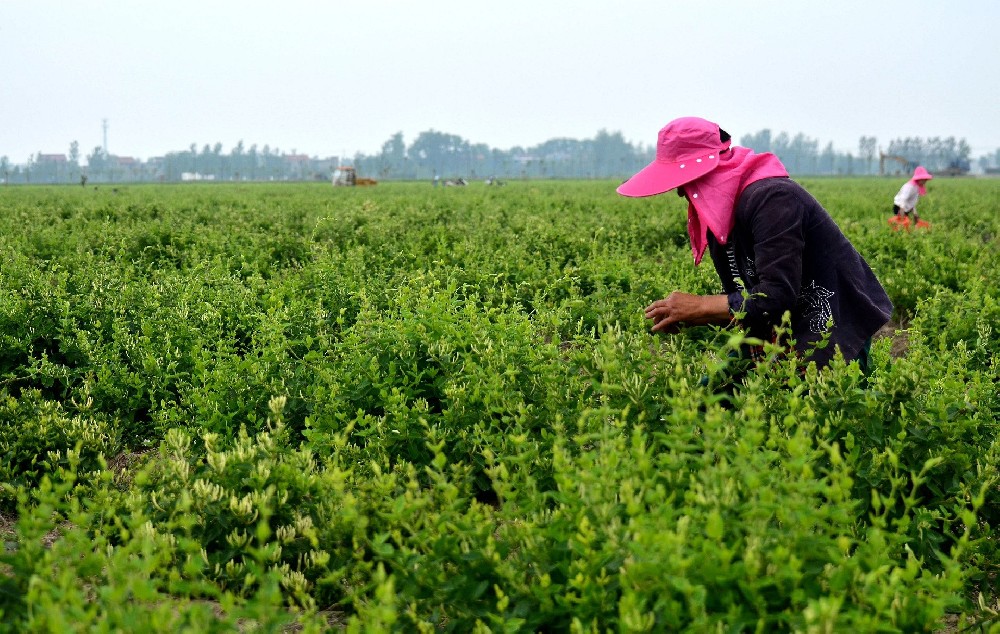 金银花病害防治