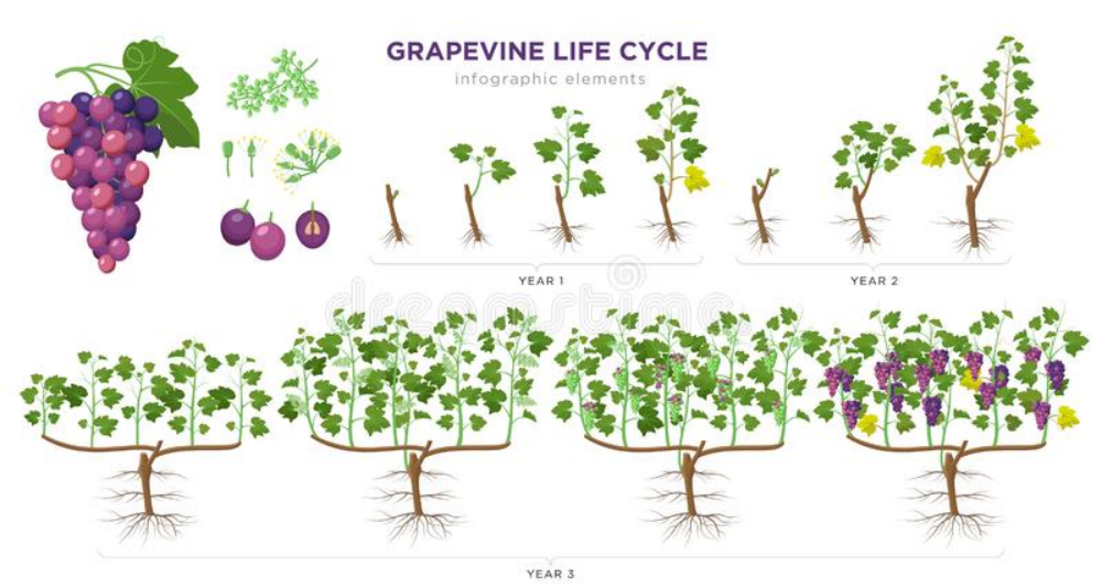 葡萄种植施肥方案