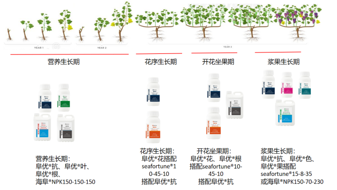 葡萄种植施肥方案