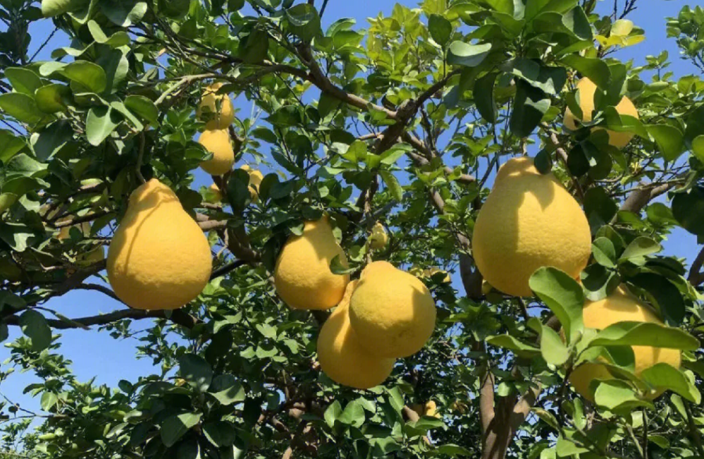 沙田柚保花保果技术与管理