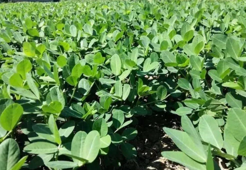 种花生用什么肥料