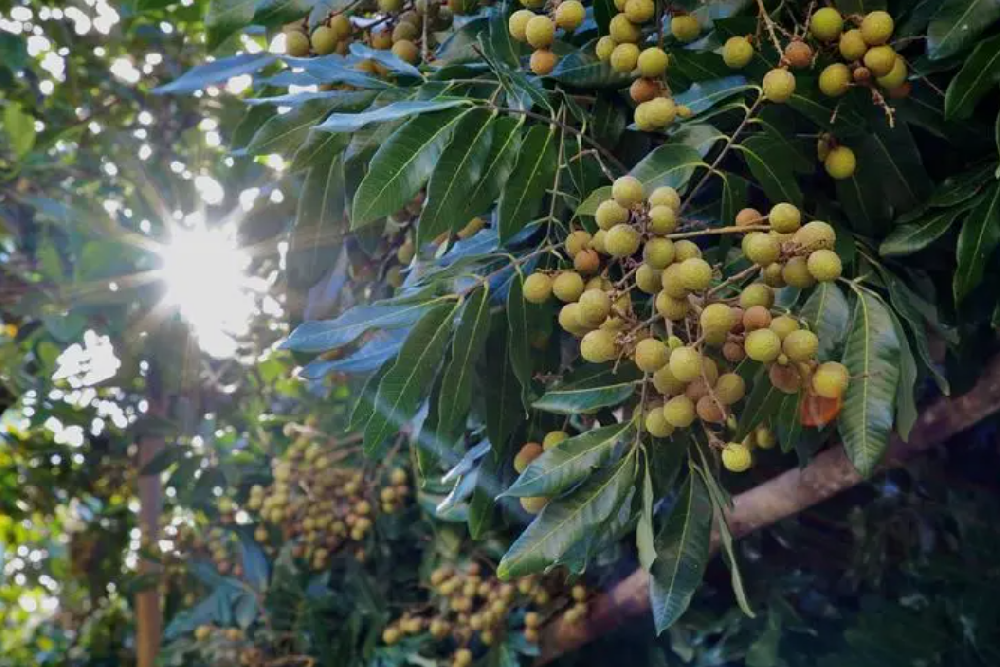 龙眼树怎样保花保果