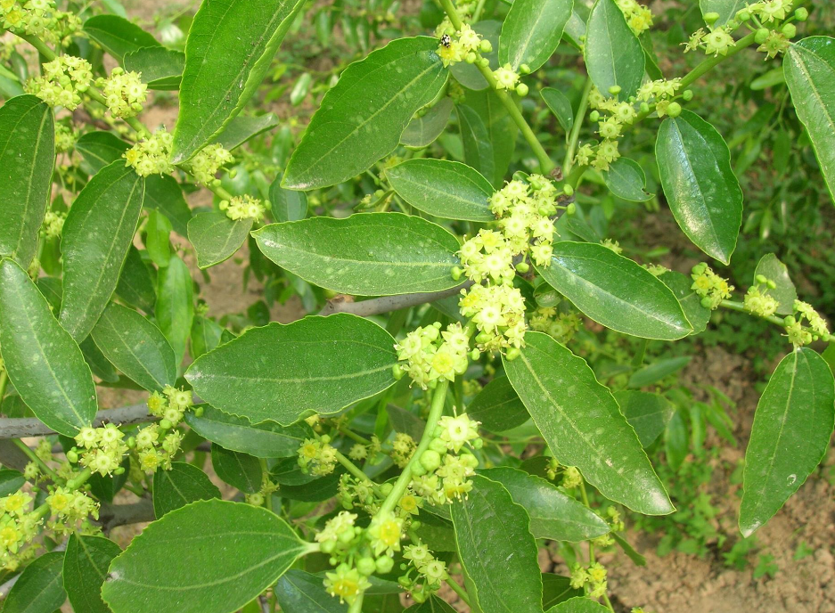 枣树开花施什么肥坐果