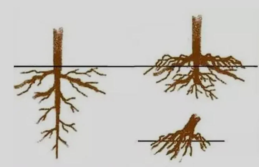 怎样让果树快速生根 措施有哪些