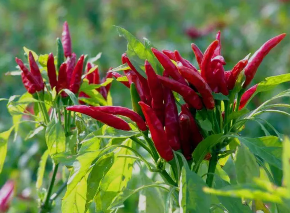 辣椒用什么肥料能保花保果