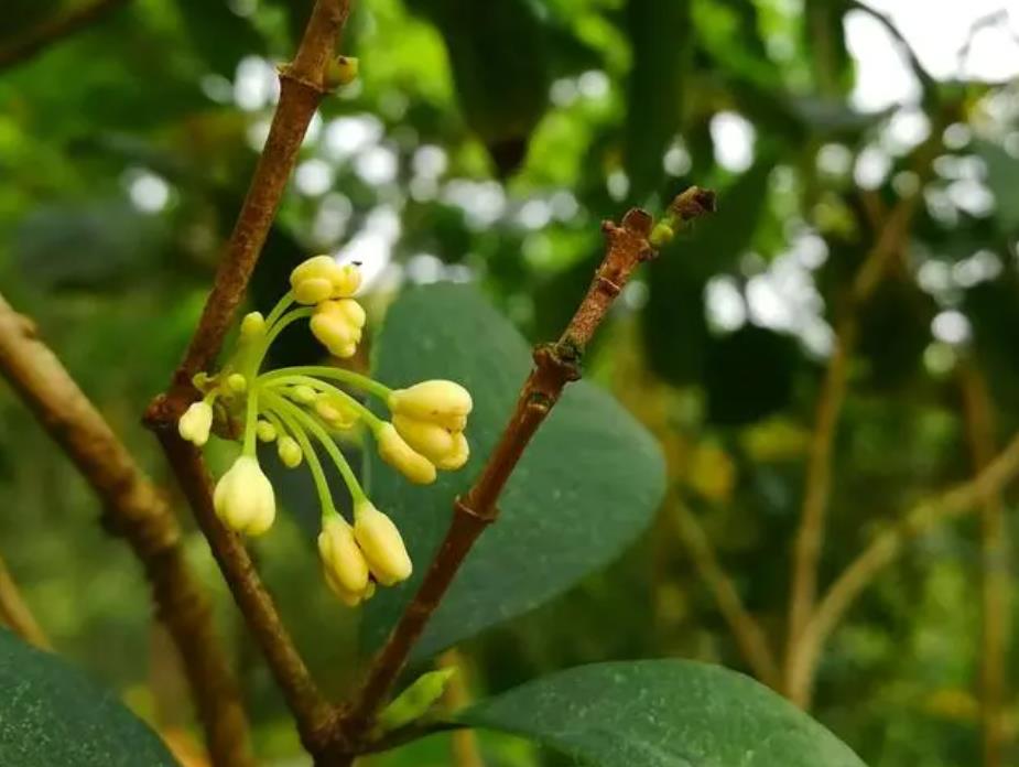 桂花施肥方法