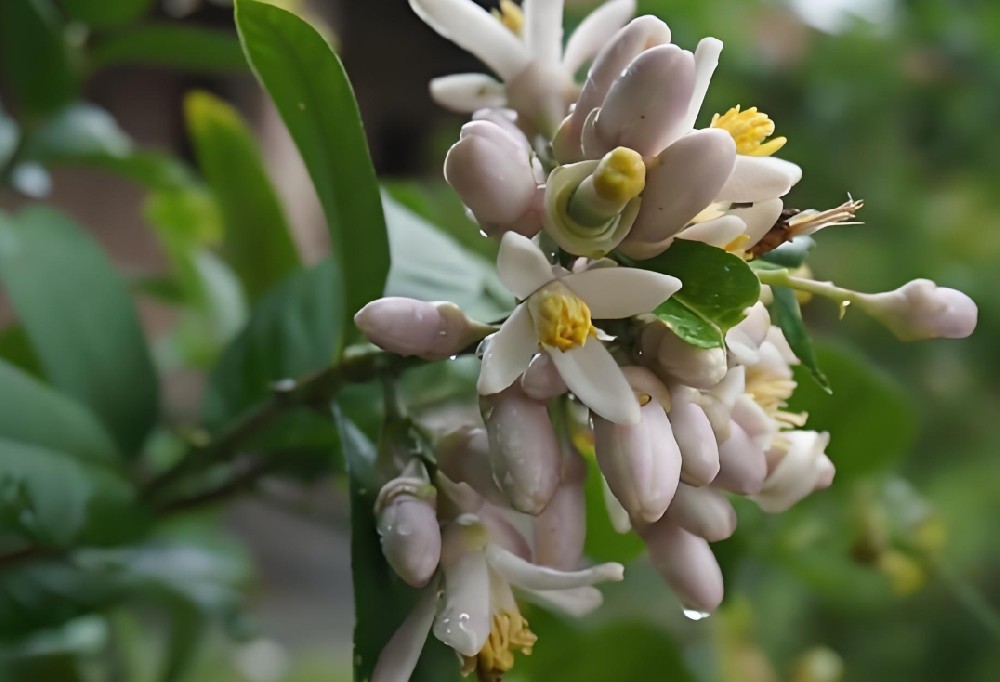 柠檬怎样才能开花结果