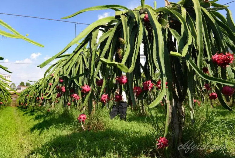 火龙果种植土壤要求