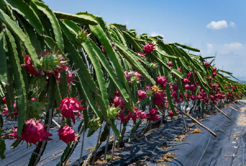 火龙果在北方种植的条件