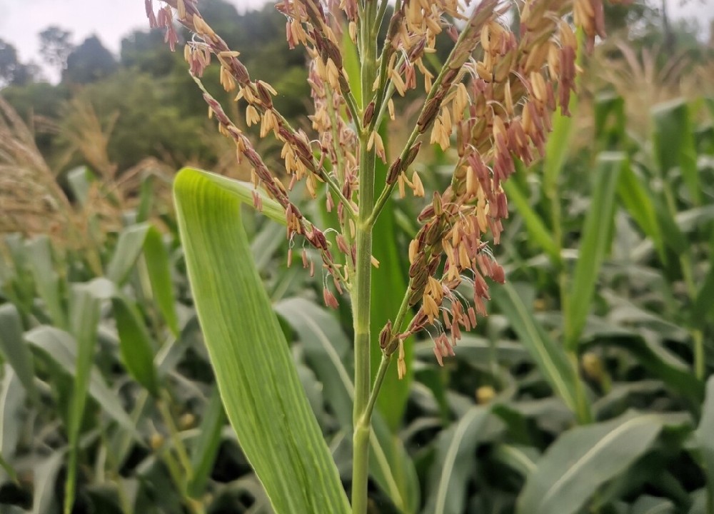 玉米开花期间施什么肥料好