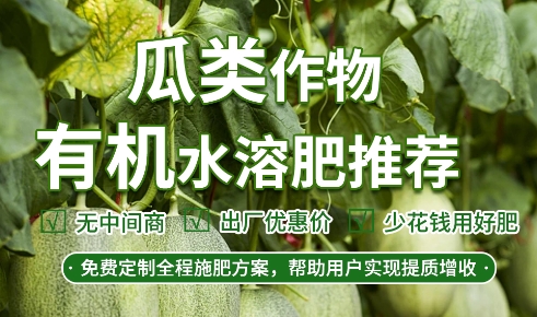 香瓜科学种植技术