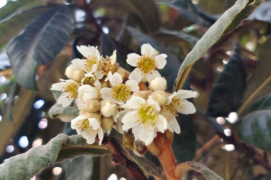 枇杷开花时喷施什么肥料好