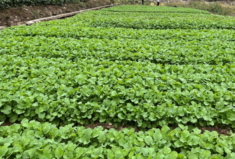 油菜在返青前施什么肥料好