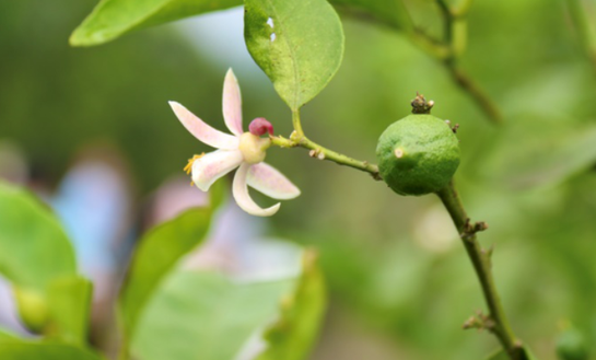 柠檬什么时候开花结果 从花开到果熟的奇妙旅程